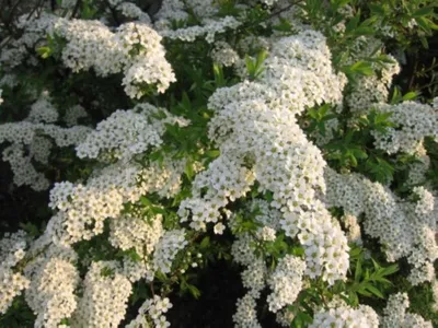 Спирея серая (Spiraea cinerea `Grefsheim`) - Спирея серая - Спирея -  Декоративные кустарники - По виду - Каталог - LESKOVO-PITOMNIK.ru