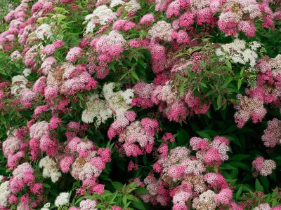 Спирея серая (Spiraea cinerea `Grefsheim`) - Спирея серая - Спирея -  Декоративные кустарники - По виду - Каталог - LESKOVO-PITOMNIK.ru