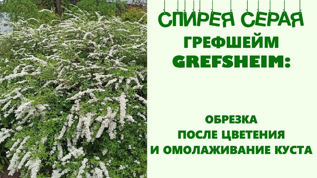 Как стричь спирею. Спирея серая Грефшейм. Спирея серая Грефшейм стриженная. Спирея серая Грефшейм формировка. Формировка спирея Грефшейм.