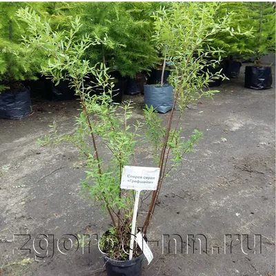 Спирея серая (Spiraea cinerea 'Grefsheim') Купить в Симферополе | Садовый  центр Фрея, Крым