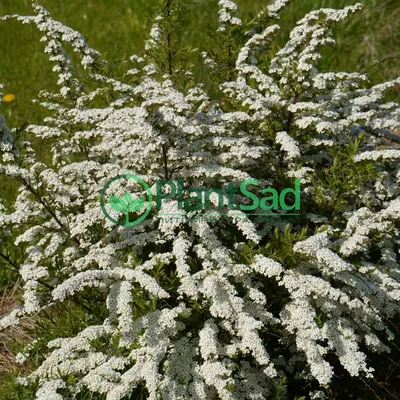 Спирея серая (фото, описание) - купить саженцы в Новосибирске из питомника