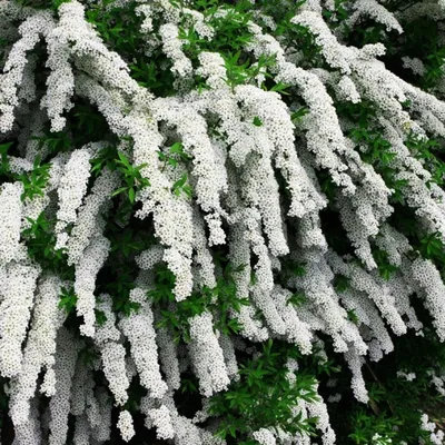 Купить Спирея серая Грефшейм Spiraea cinerea Grefsheim - в питомнике Флорини