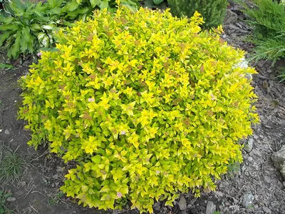 Спирея японская Голден Принцесс / Spiraea japonica Golden Princess  (ID#245633451), цена: 95 ₴, купить на Prom.ua