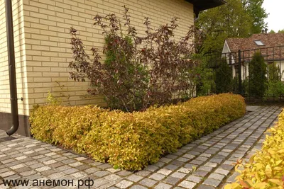 Спирея японская Golden Carpet (Spiraea japonica)