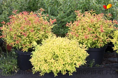 Спирея японская \"Голден Карпет\" Spiraea japonica 'Golden Carpet' - купить  саженцы в Минске и Беларуси