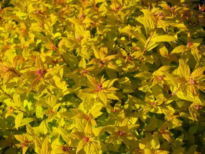 Купить Спирея японская \"Голден Принцесс\" (Spiraea japonica 'Golden  Princess') от 199 руб. в интернет-магазине Архиленд с доставкой почтой по  Москве и в регионы