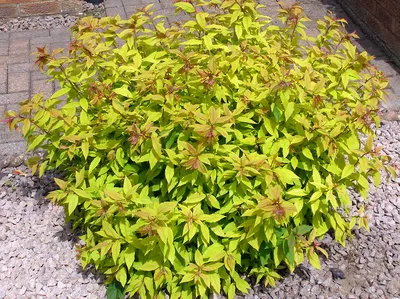 Спирея японская «Фаерлайт» (Spiraea japonica «Firelight»)