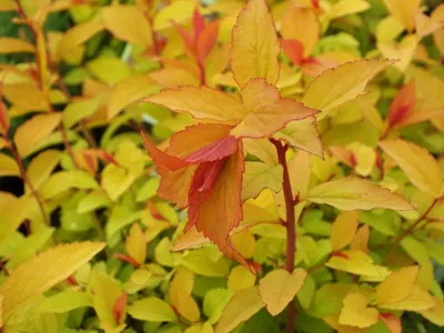 Спирея японская (Spiraea japonica `Candlelight`) - Спирея японская - Спирея  - Декоративные кустарники - По виду - Каталог - LESKOVO-PITOMNIK.ru