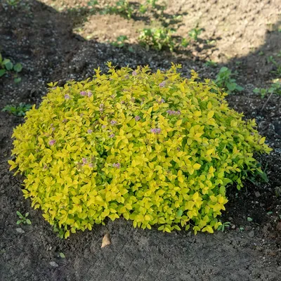 Спирея японская Golden Carpet (Spiraea japonica)