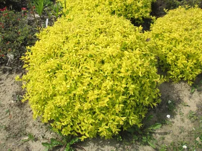 Спирея японская Голдмунд Spiraea japonica Goldmound