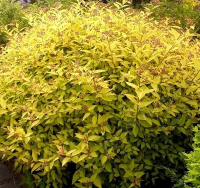 Спирея японская (Spiraea japonica `Golden Carpet` ) - Спирея японская -  Спирея - Декоративные кустарники - По виду - Каталог - LESKOVO-PITOMNIK.ru