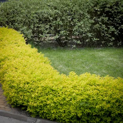 Спирея японская Голден Карпет (Spiraea japonika Golden Carpet) купить с  доставкой по Беларуси \"BuonRoza \"