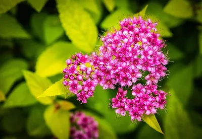 Спирея: прекрасные цветы для вашего сада