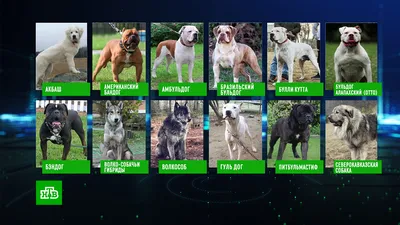 Список опасных пород собак с фото фотографии