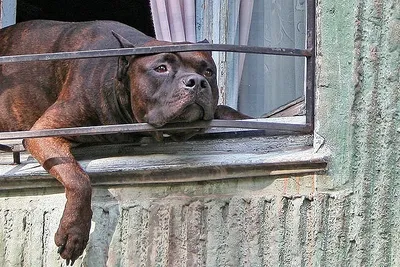 Утвержден список 12 опасных пород в России: питбульмастиф, амбульдог,  северокавказская собака и т.д.