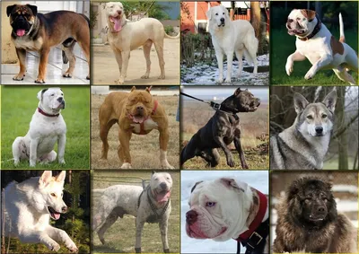 В Украине утвердили список опасных пород собак. Их владельцы должны будут  купить страховку – Рубрика