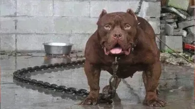В России утвердили список потенциально опасных пород собак: к кому лучше не  подходить близко | Первый ярославский телеканал