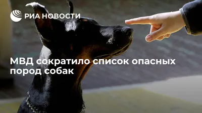 В России оставили только 13 опасных пород собак - МК