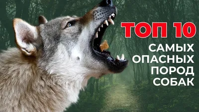 Власти утвердили перечень потенциально опасных пород собак | Телеканал  Санкт-Петербург