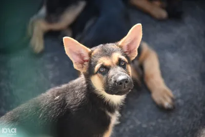 Лабрадор в списке собак «опасных» пород? | Пикабу