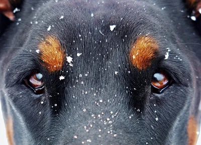 В России утвердили список опасных пород собак | Новости | Публикации -  Petstory