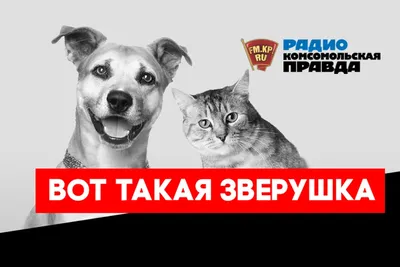 Овчарки, бульдоги. МВД опубликовало список потенциально опасных пород собак