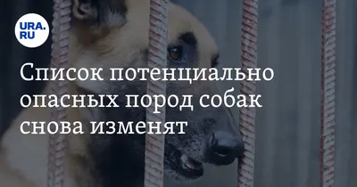 В России планируют ввести лицензии на потенциально опасные породы собак |  Заря
