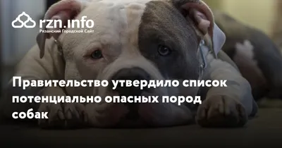 Дмитрий Медведев утвердил список потенциально опасных пород собак