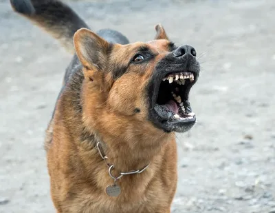 МВД составило список особо опасных пород собак - Газета.Ru