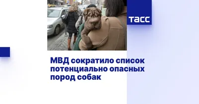 69 пород собак МВД предлагает включить в список потенциально опасных -  sib.fm