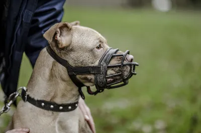 ДОН24 - В России хотят ввести лицензии на потенциально опасные породы собак