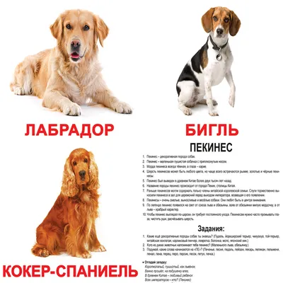 Породы собак – фотографии, названия и описания | Royal Canin