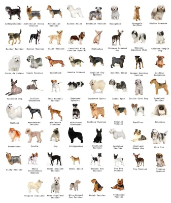 Десять самых маленьких пород собак в мире I Полезная информация от  зоомагазина зоотоваров - zoo-club.com.ua