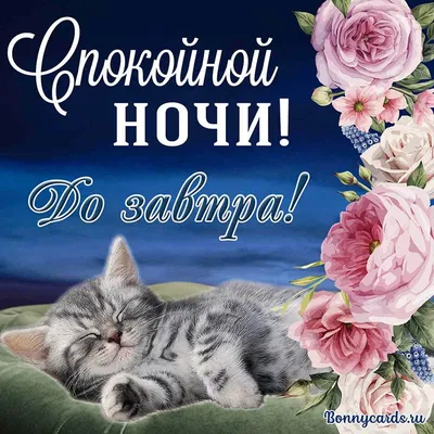 Olgа🌺🌿 on X: \"@sklndersvet Спокойной ночи, Светик! 🤗😘  https://t.co/AebL1BCOLy\" / X