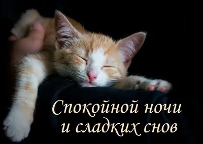Спокойной ночи картинки с котиками (43 фото) » Юмор, позитив и много  смешных картинок
