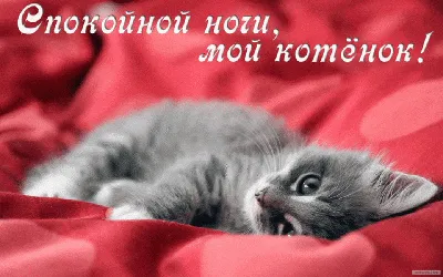 вечер #ночь #спокойнойночи #спать #пожелания #открытка #длятебя #коти... |  TikTok