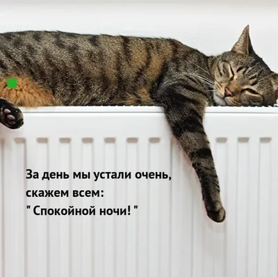 Спокойной ночи, солнышко | Милый кот, Милые котики, Любители кошек