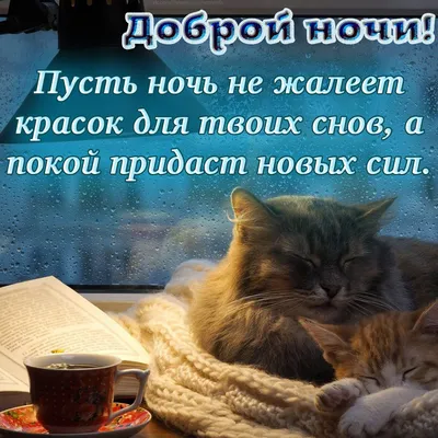 оранжевый кот сидит на деревянной скамейке, спокойной ночи кот, кошка,  хищник фон картинки и Фото для бесплатной загрузки