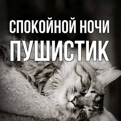 вечер#ночь#спокойнойночи #кот#котик #котейка #еда#кушать#юмор | Instagram