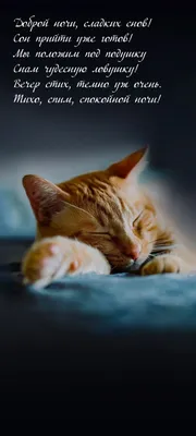 Открытки спокойной ночи с котятами красивые - 89 фото