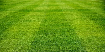 Купить спортивный рулонный газон – цена 229руб/м2 в Москве