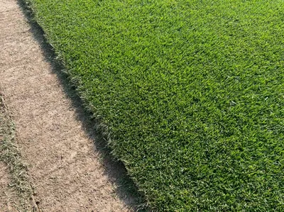Спортивный посевной газон: футбольный, для игры в гольф