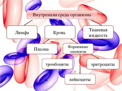 Что такое внутренняя среда организма человека? | Победить ЕГЭ и ОГЭ  👈Подпишись — это полезно! | Дзен