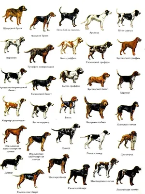 Средние породы собак список с фото фотографии