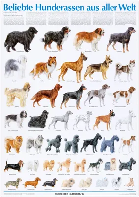 10 пород собак с самой короткой продолжительностью жизни | ЗверЮга - мир  животных | Дзен