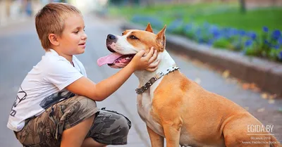 Лучшие собаки для детей - породы, описание, фото