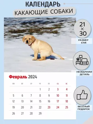Настенный календарь 2023, собака, Какает, Забавный календарь, глянцевый  настенный календарь, домашний декор, кляп, подарок на Новый год для женщин  и мужчин | AliExpress