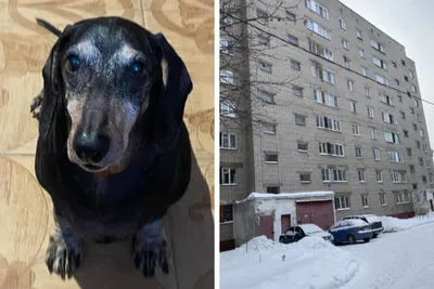 Самый странный календарь с собаками, продающийся на Гавайских островах (10  фото) » Триникси