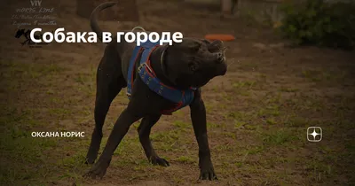 Настенный календарь 2023, собака, Какает, Забавный календарь, глянцевый  настенный календарь, домашний декор, кляп, подарок на Новый год для женщин  и мужчин | AliExpress
