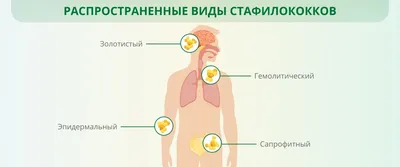 Анализы на стафилококк: когда нужно сдавать, как подготовиться, сроки  проведения и стоимость